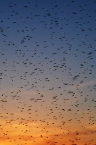 Scottish Midges