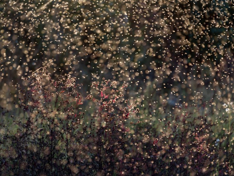 Midges